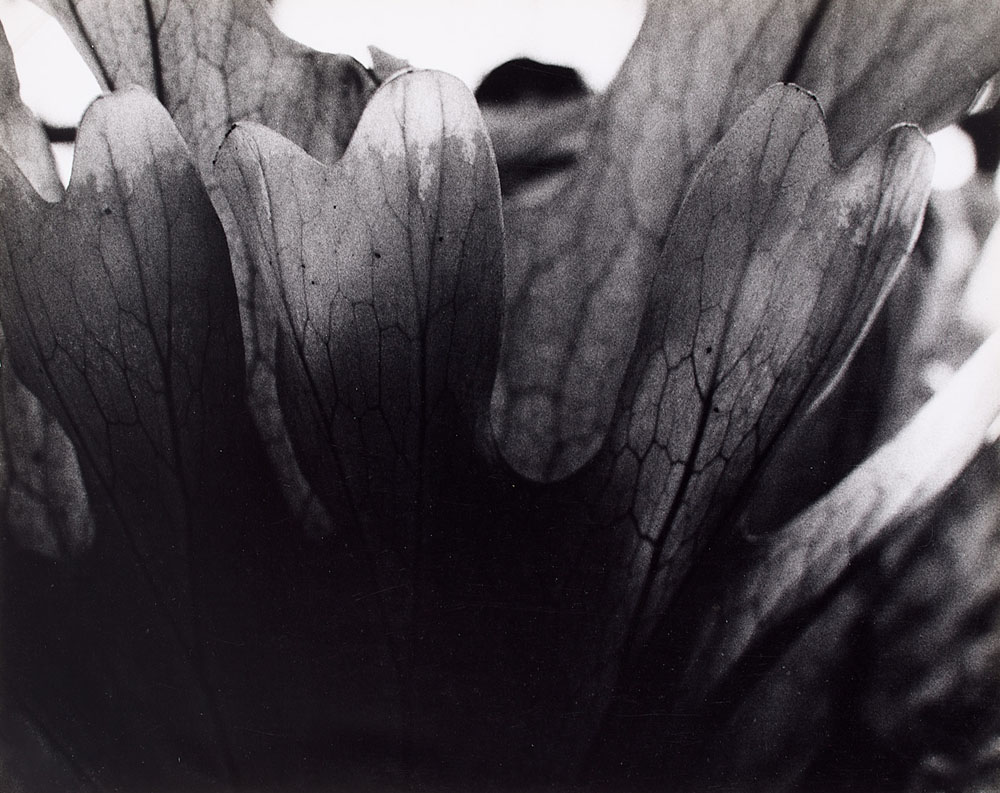 Marie Kratochvílová - z cyklu Botanika, 1979